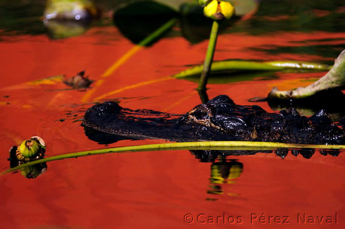 9-Years-Old-Spanish-Boy-Wins-Wildlife-Photographer-Of-The-Year-Contest8__700.jpg