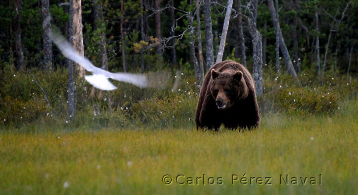 9-Years-Old-Spanish-Boy-Wins-Wildlife-Photographer-Of-The-Year-Contest9__700.jpg