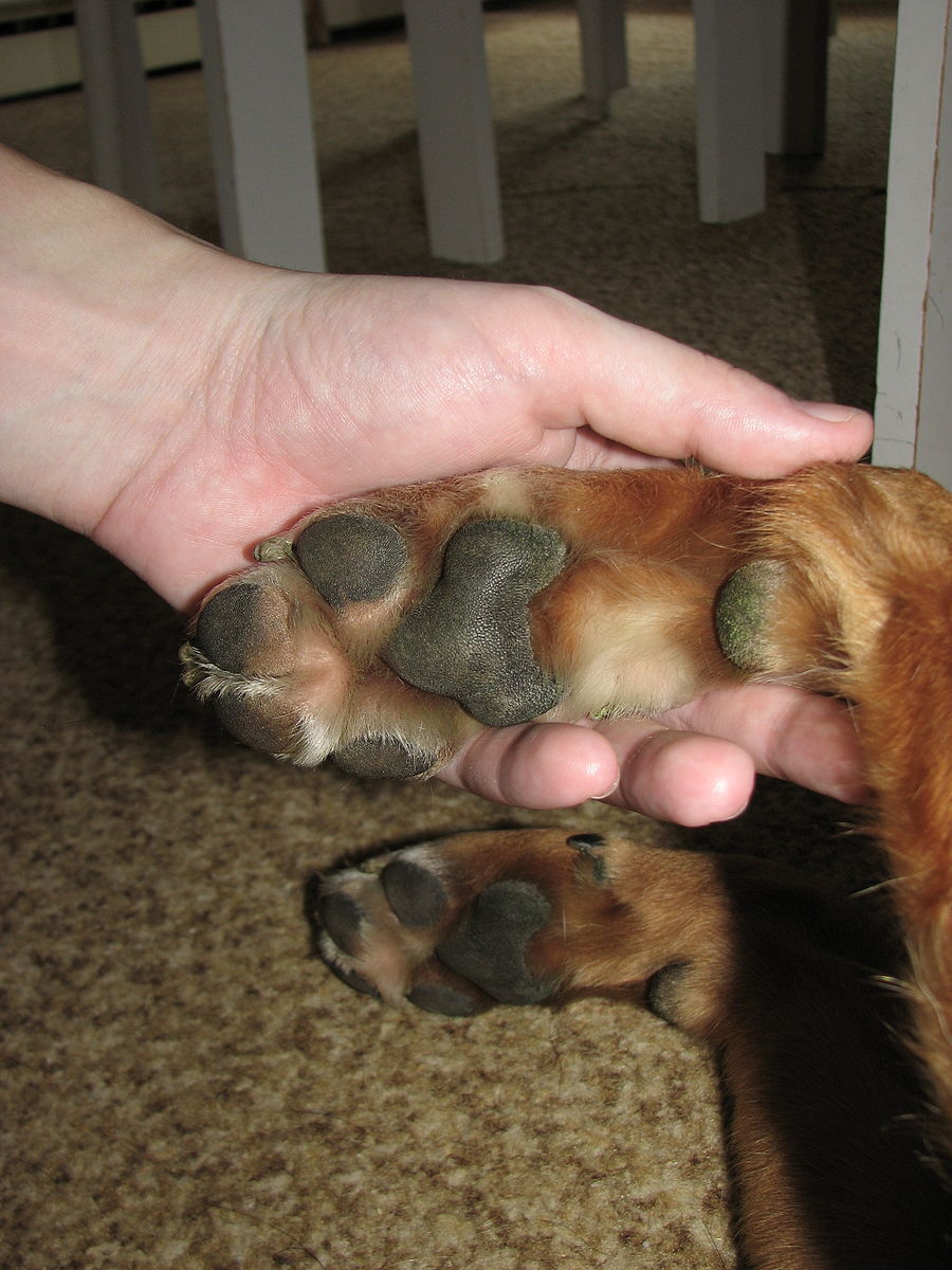 900px-Dogs_paw.jpg