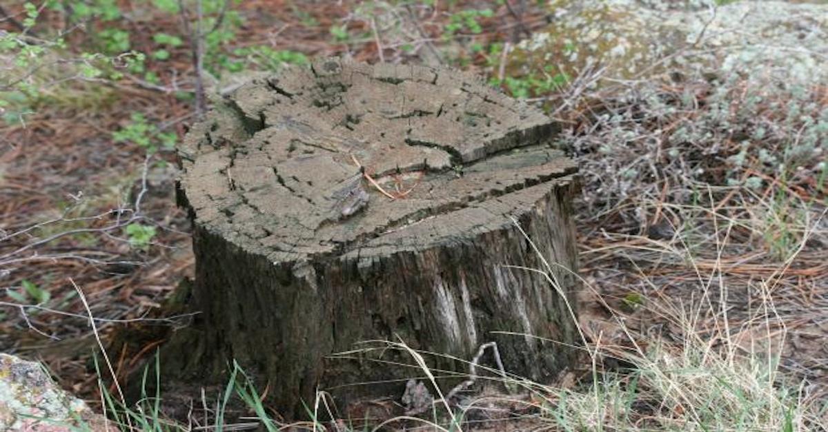 980235_Beautiful-Closeup-of-old-tree-stump--Nature-Scene_620