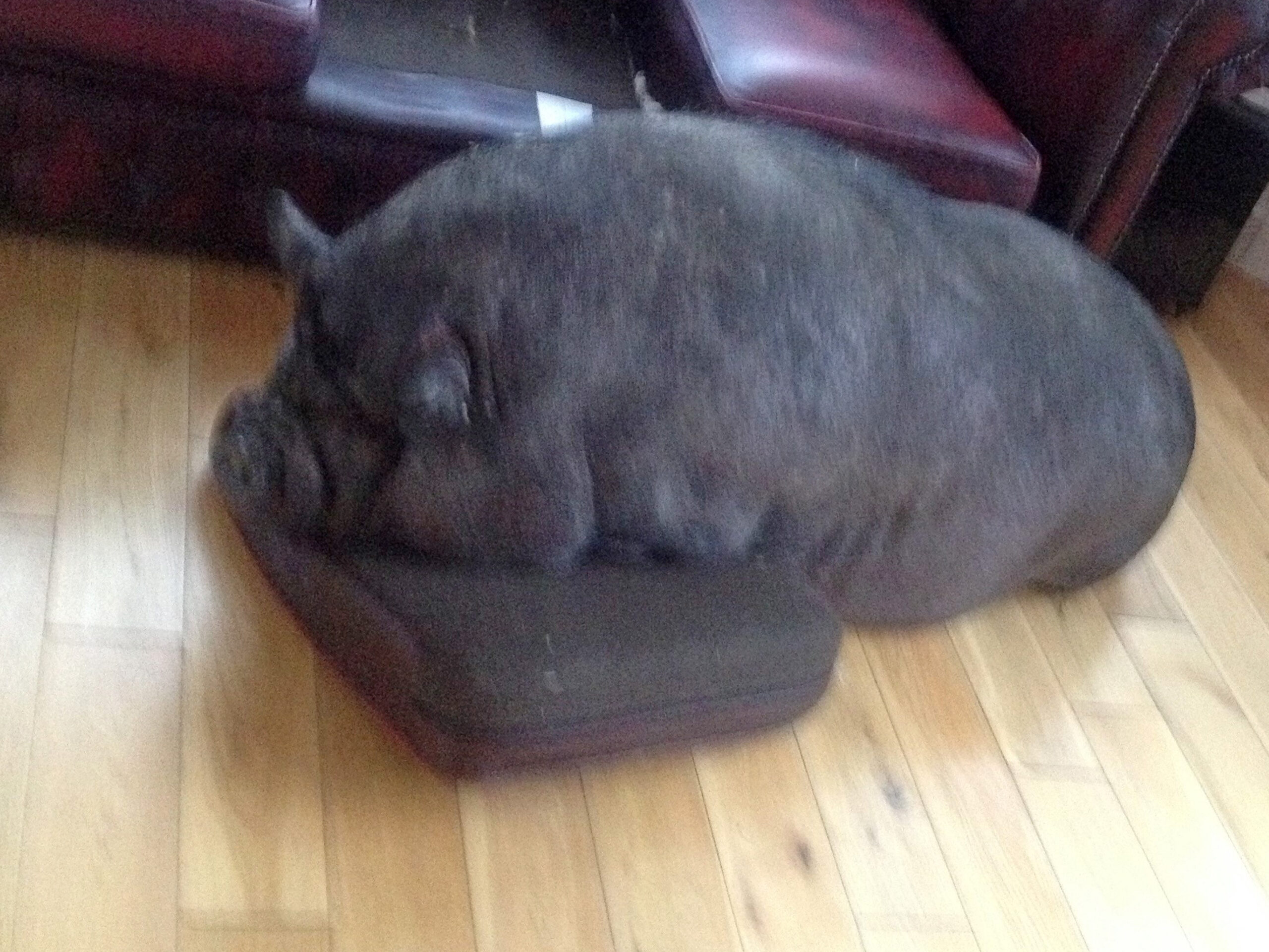 WOMAN LIVES WITH PIGS