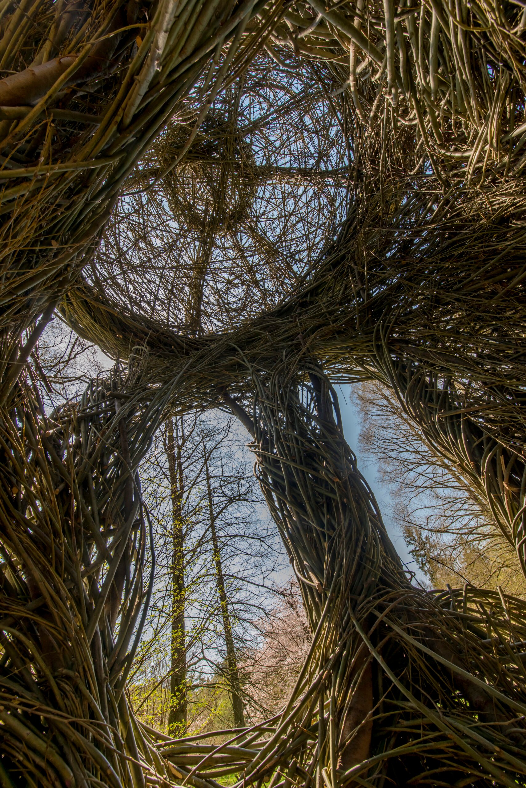 A-WaltzintheWoods2.jpg