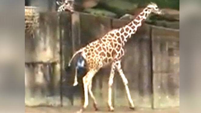 A giraffe