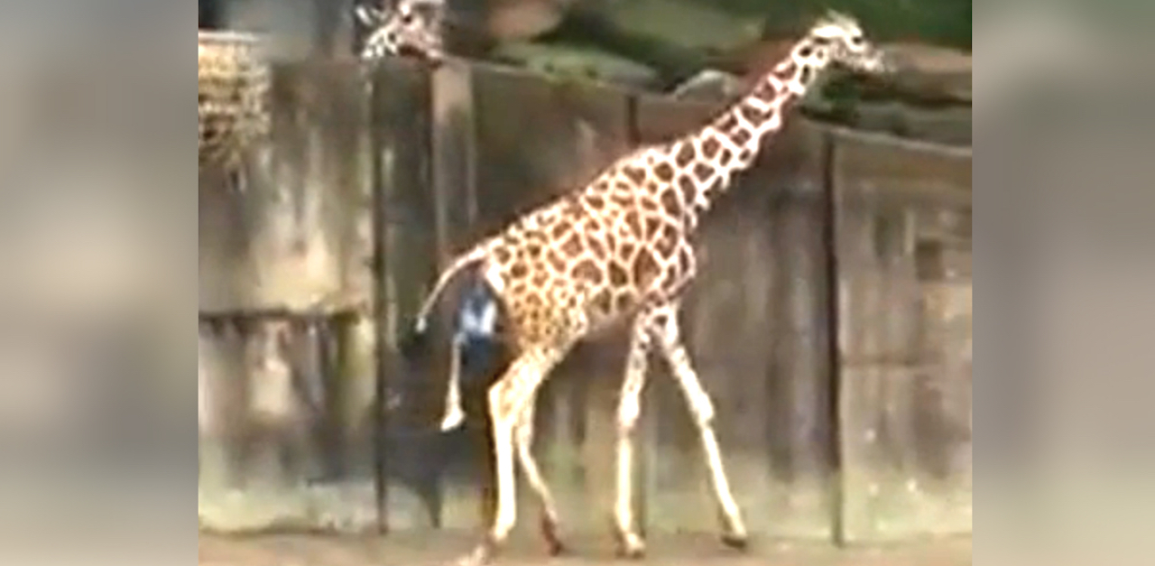 A giraffe