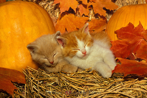 A2635-kittens-sleeping-side-by-side.jpg