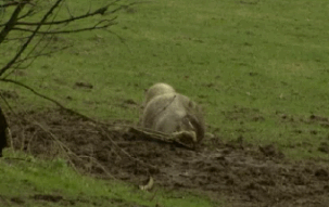 ADORABLE-2.gif
