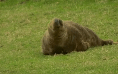 ADORABLE.gif