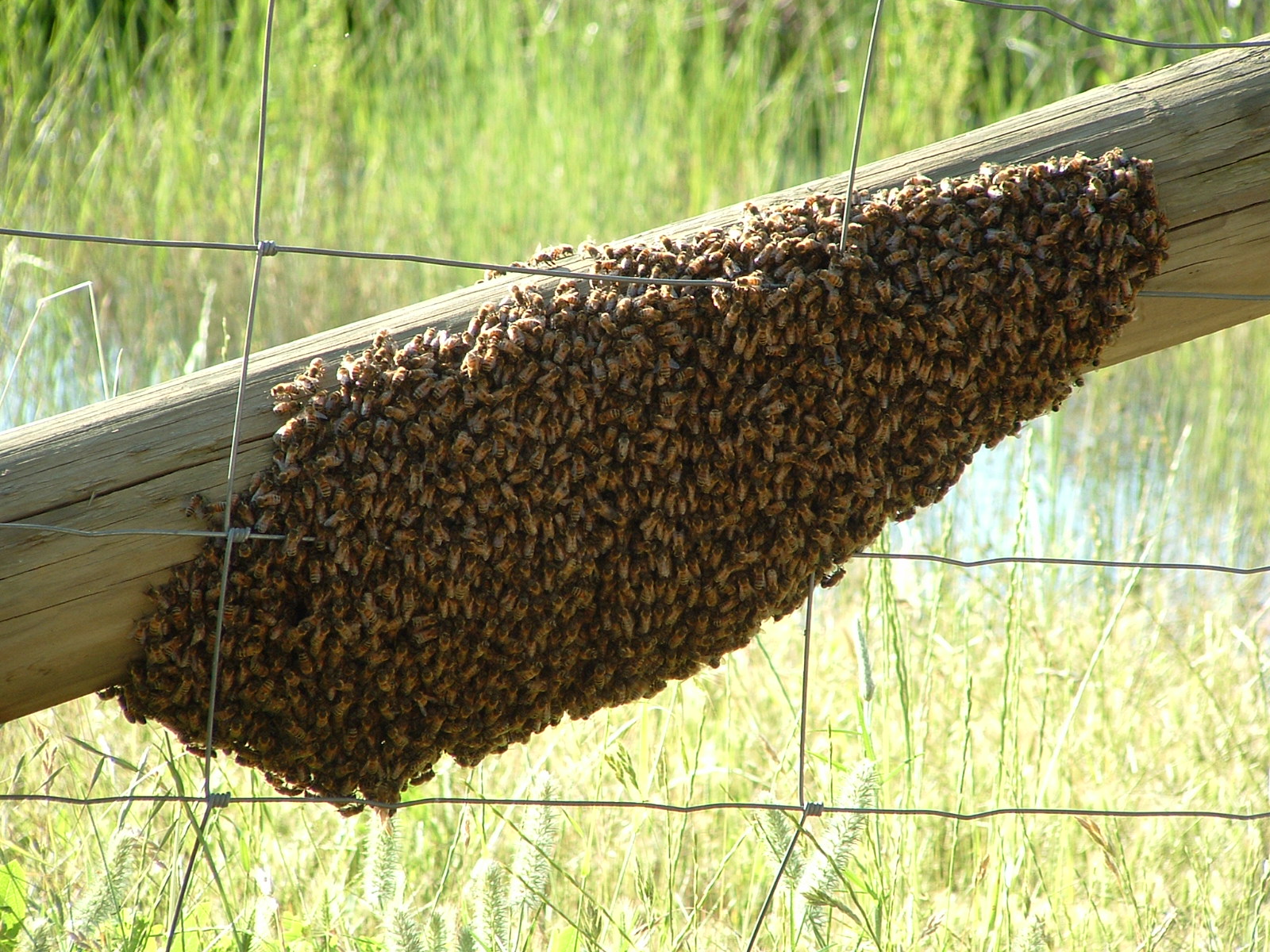 A_swarm_of_Apis_mellifera_-_20051109.jpg