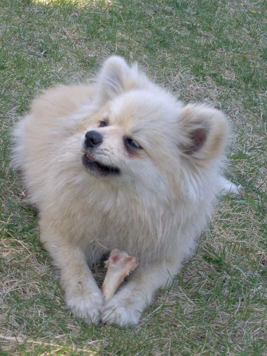 A_white_Pomeranian_enjoying_a_treat.jpg