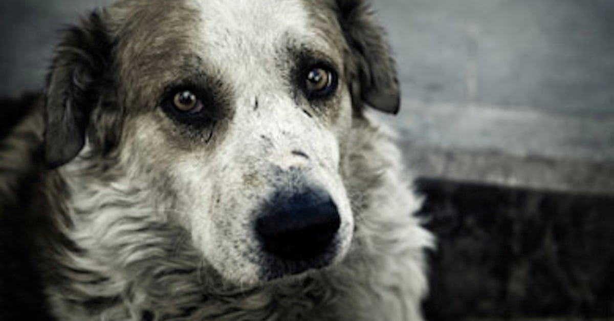 AbadonedDog.jpg AbadonedDog.jpg