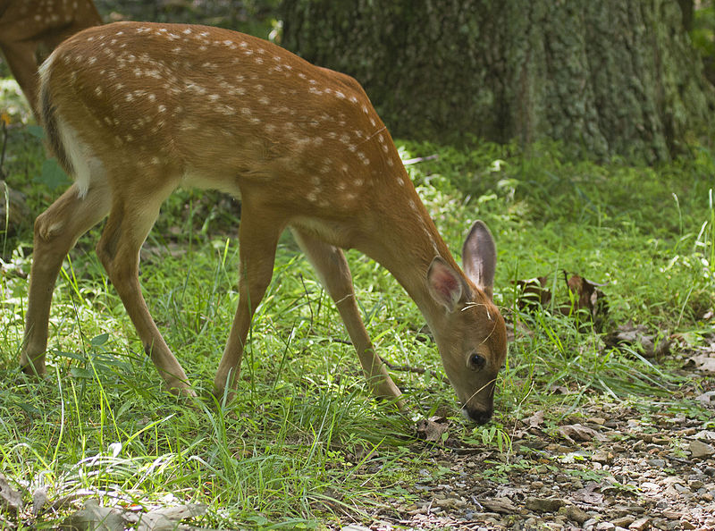 Abandoned-Fawn-8.jpg