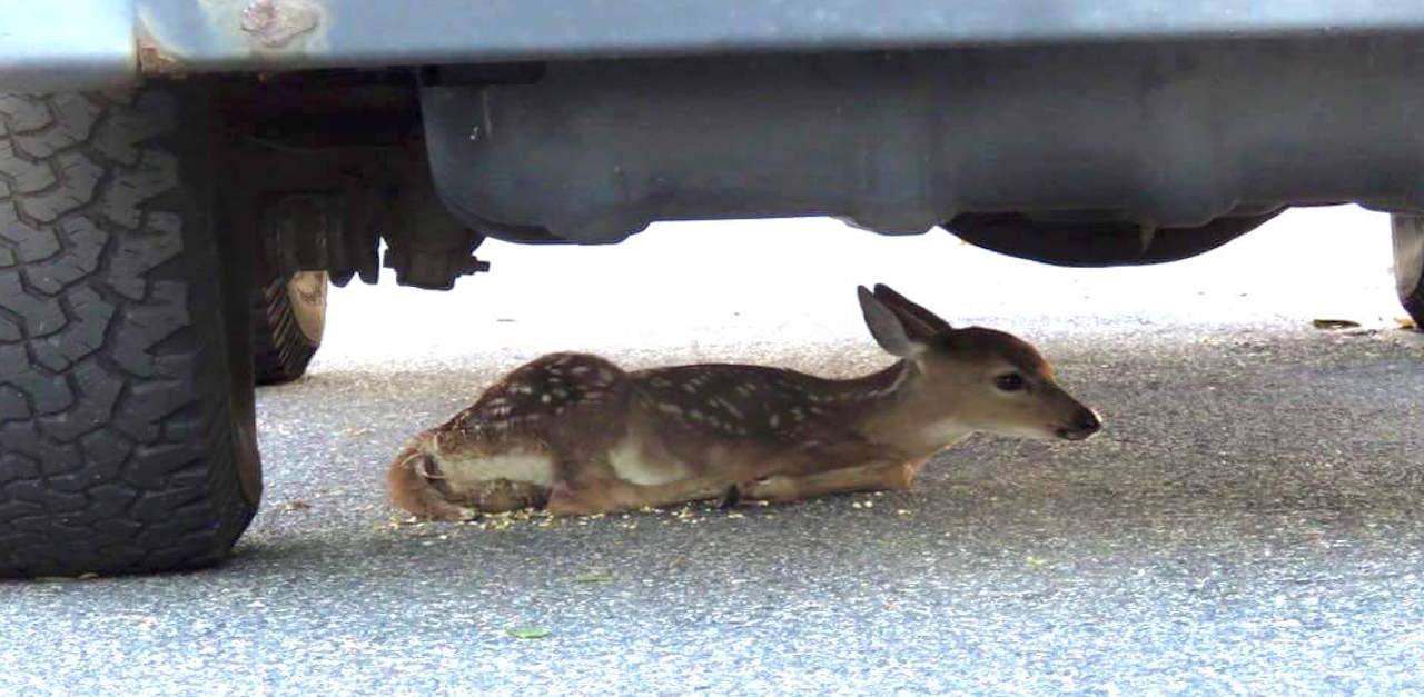 Abandoned Fawn Feature 2