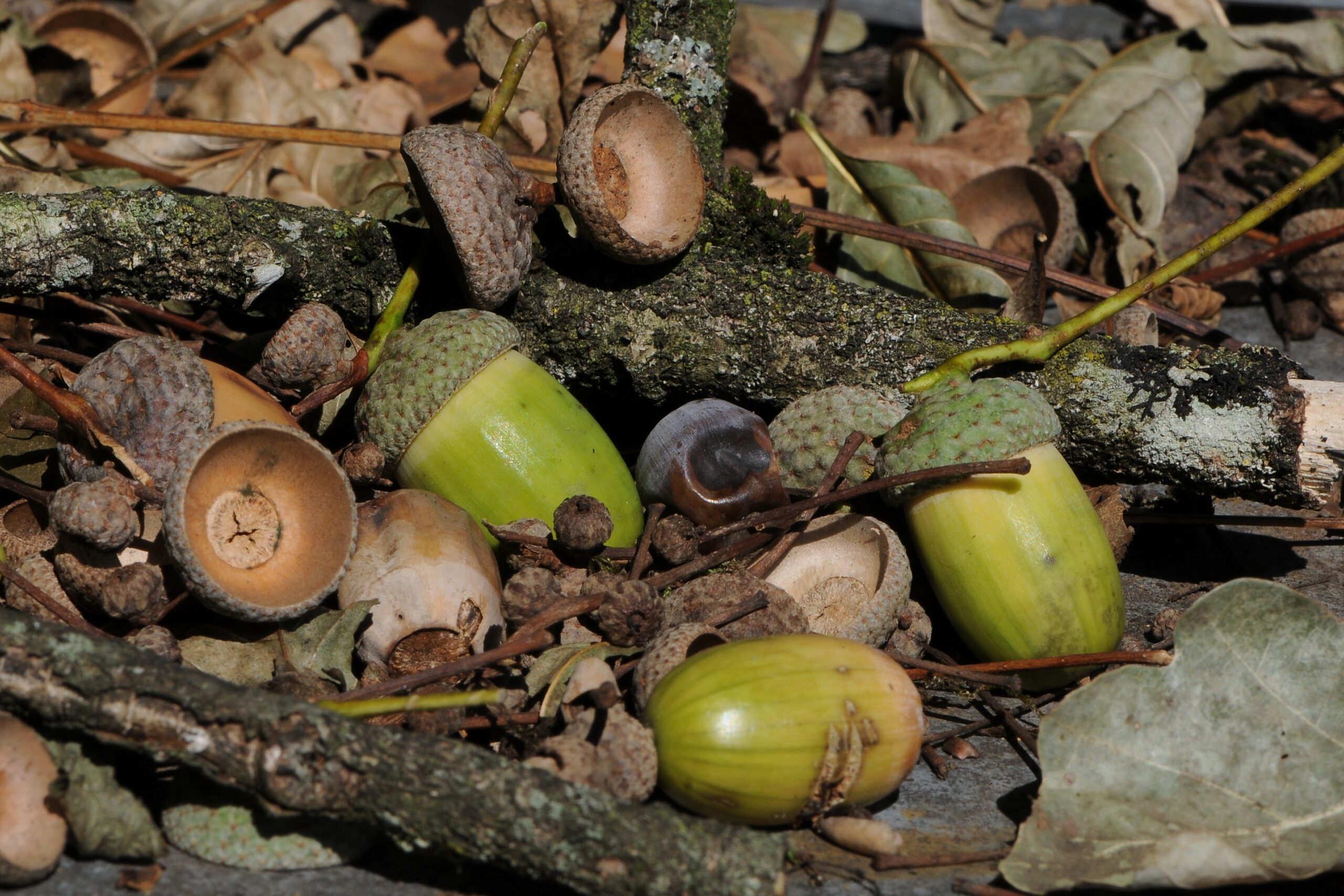 Acorns_of_Quercus_robur_Eichel_der_Stieleiche_20.jpg