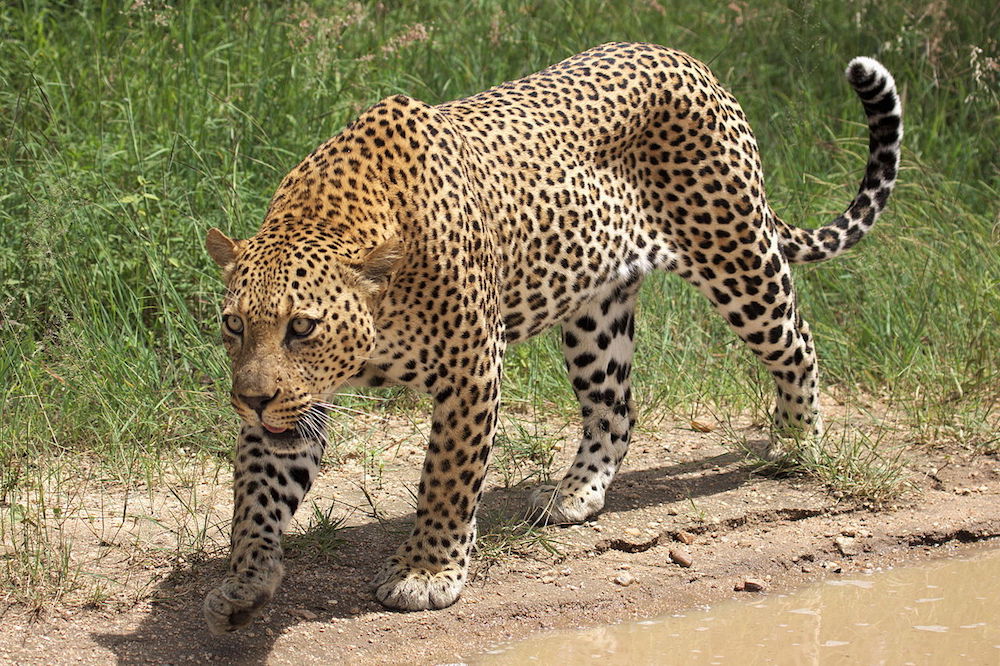 African_leopard_Panthera_pardus_pardus_near_Lake_Panic_Kruger_National_Park_South_Africa_19448654130.jpg