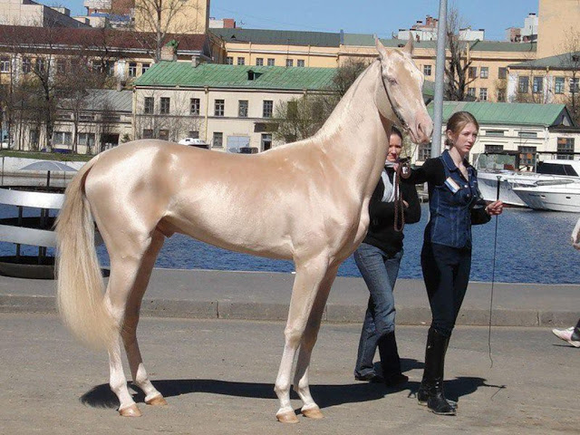 Akhal_Teke_gold_horse.jpg