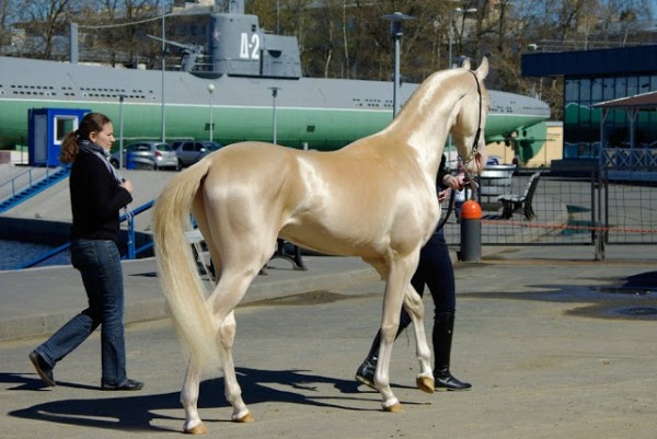 Akhal_Teke_golden_horse-600x401-1.jpg