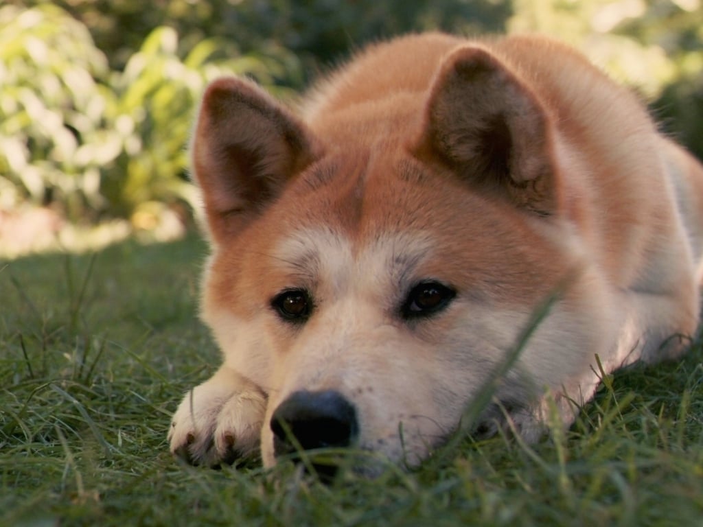 Akita-Inu-Dog.jpg