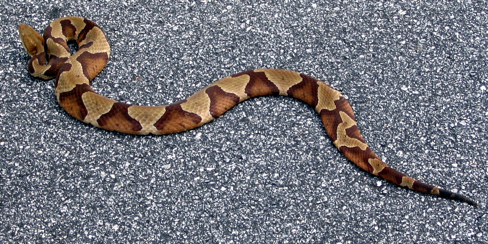 AmericanCopperhead.jpg