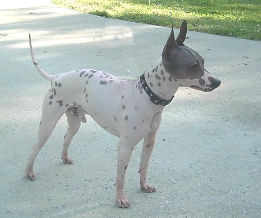 American_Hairless_Terrier.jpg American_Hairless_Terrier.jpg