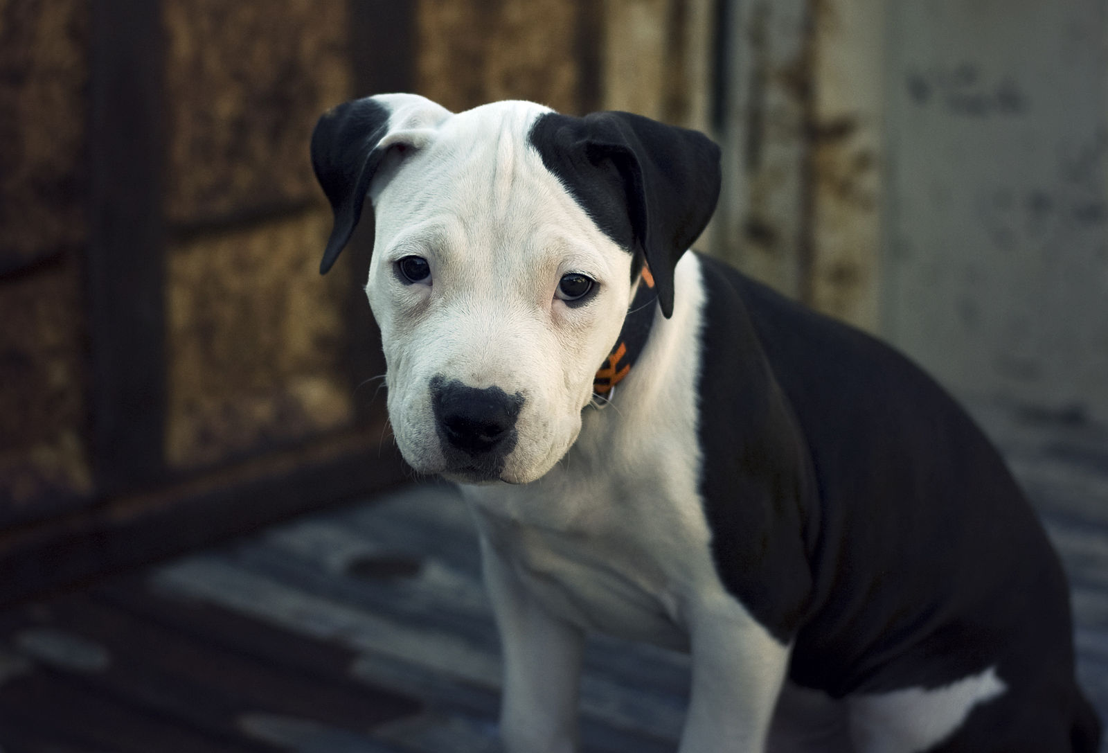 American_Pit_Bull_Terrier_Pup.jpg