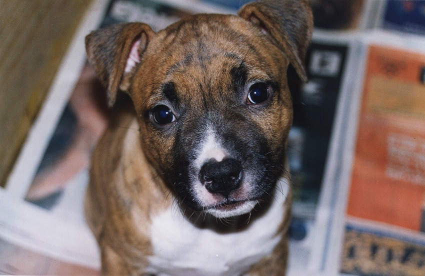 American_Staffordshire_Terrier_puppy.jpg