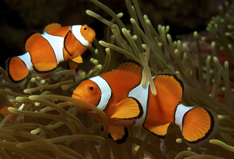 Amphiprion_ocellaris_Clown_anemonefish_PNG_by_Nick_Hobgood.jpg