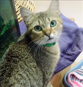 Angie-Cat-Adoption-1.jpg