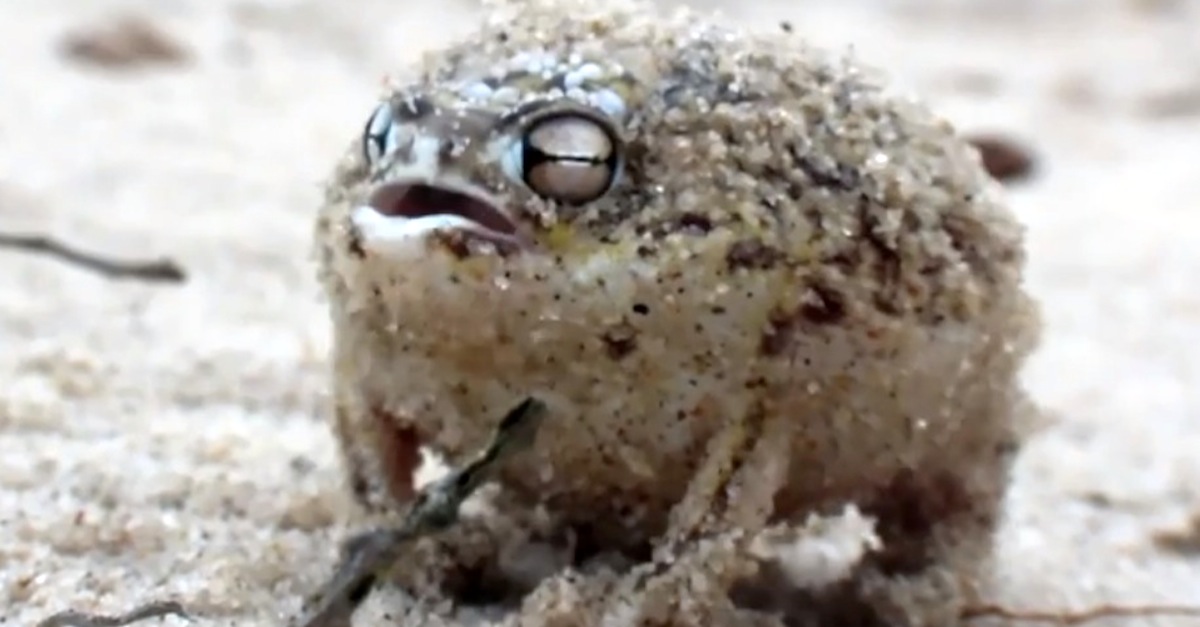 Angry Squeaking Frog