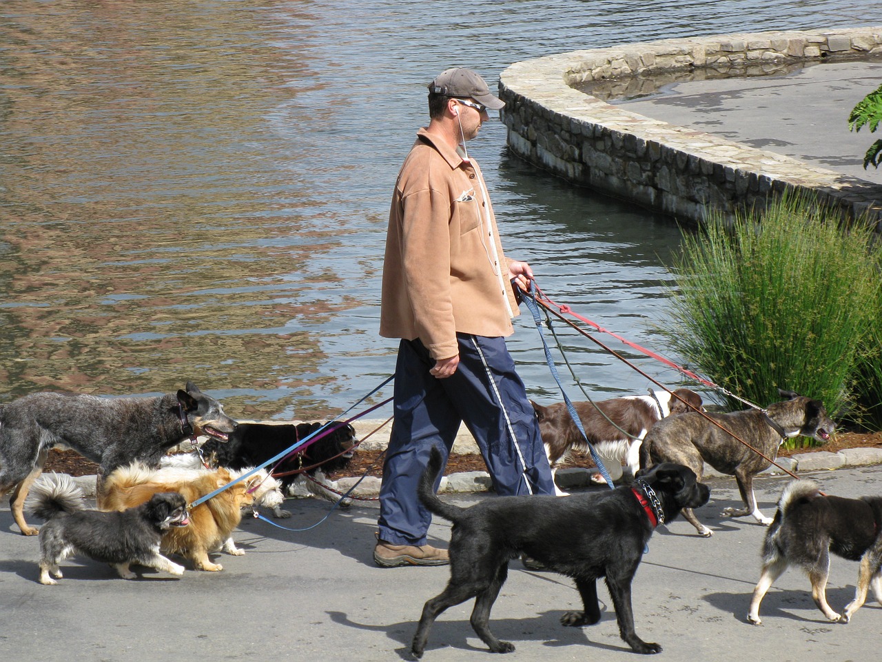 Animal Dogwalking Dogwalker Pets Dogs Canine