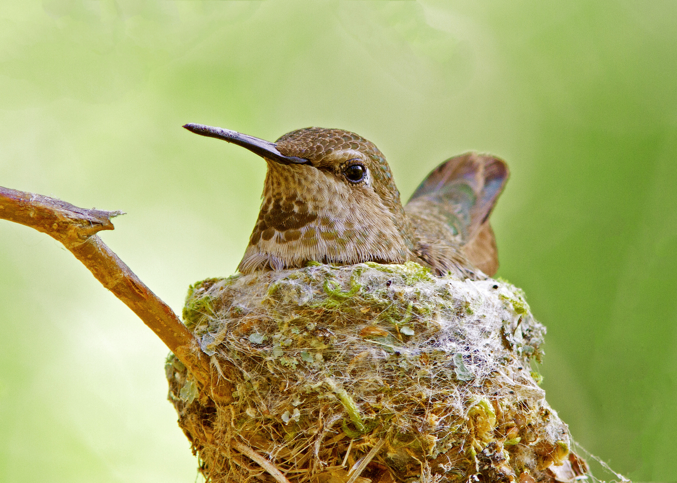 Annas_Hummingbird_Nest.jpg