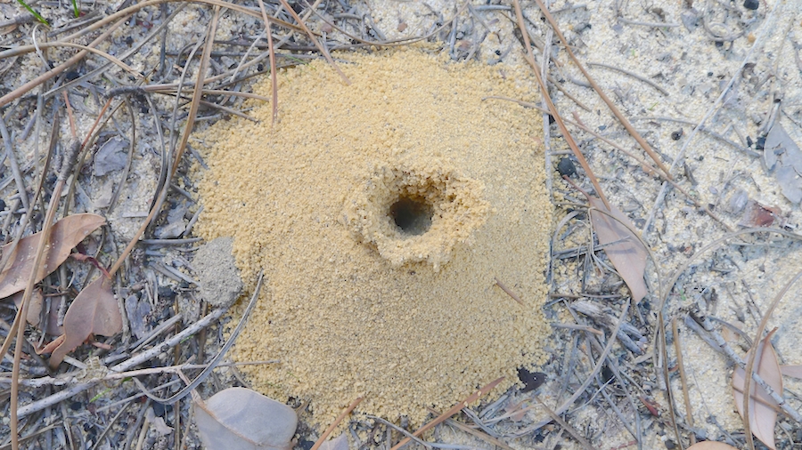 Ant-Hole.jpg