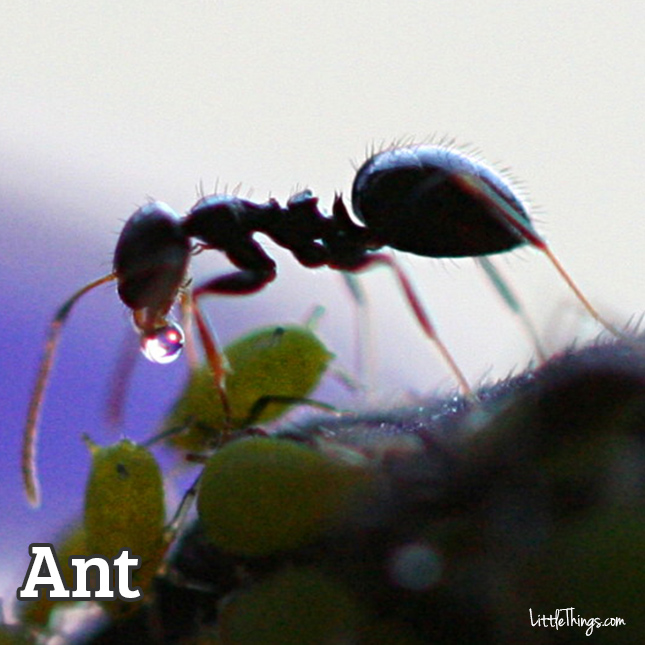 Ant_645x645.jpg