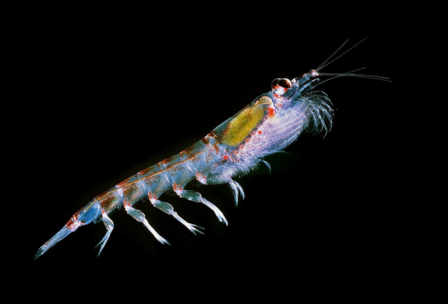 Antarctic_krill_Euphausia_superba.jpg