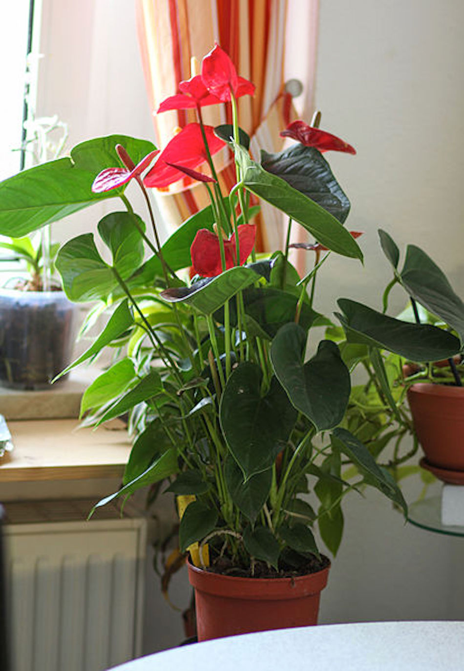 Anthurium.jpg