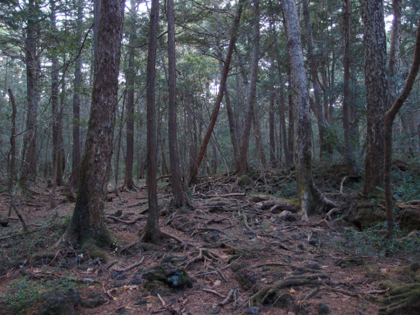 Aokigahara-forest.jpg
