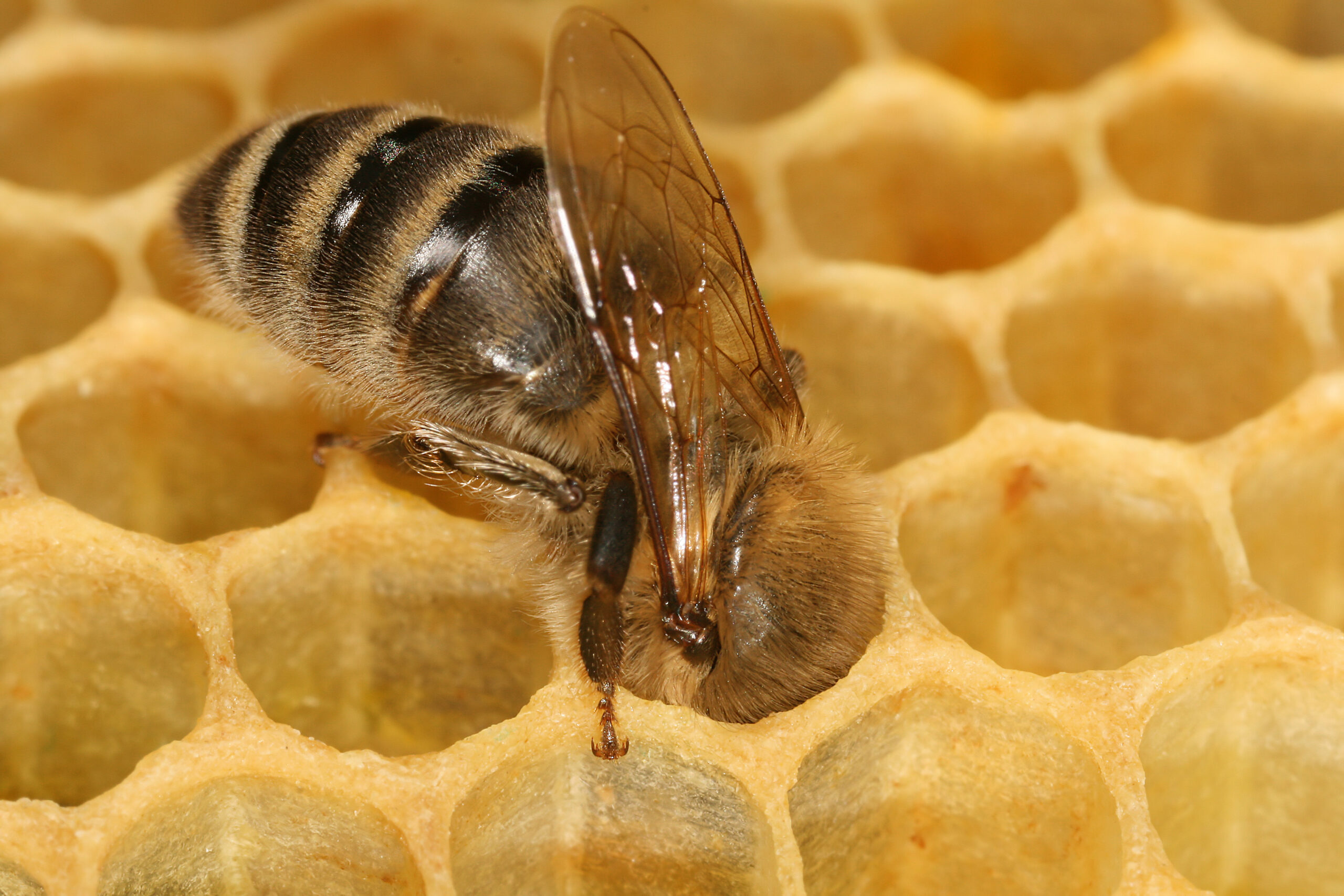 Apis_mellifera_carnica_worker_honeycomb_2.jpg