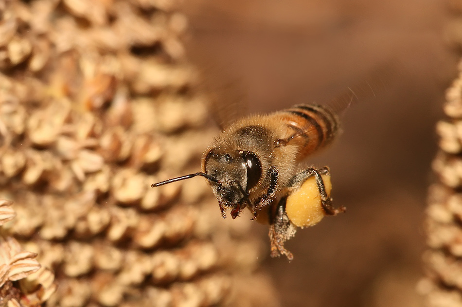 Apis_mellifera_flying.jpg