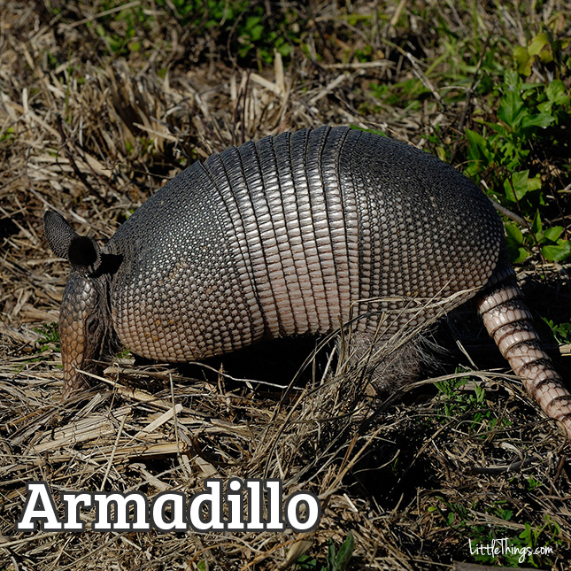 Armadillo_645x645.jpg