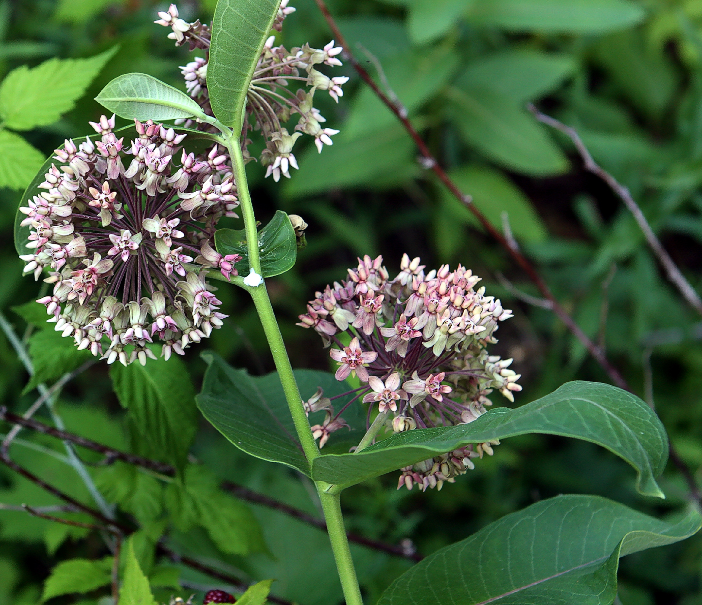 Asclepiascommon.jpg