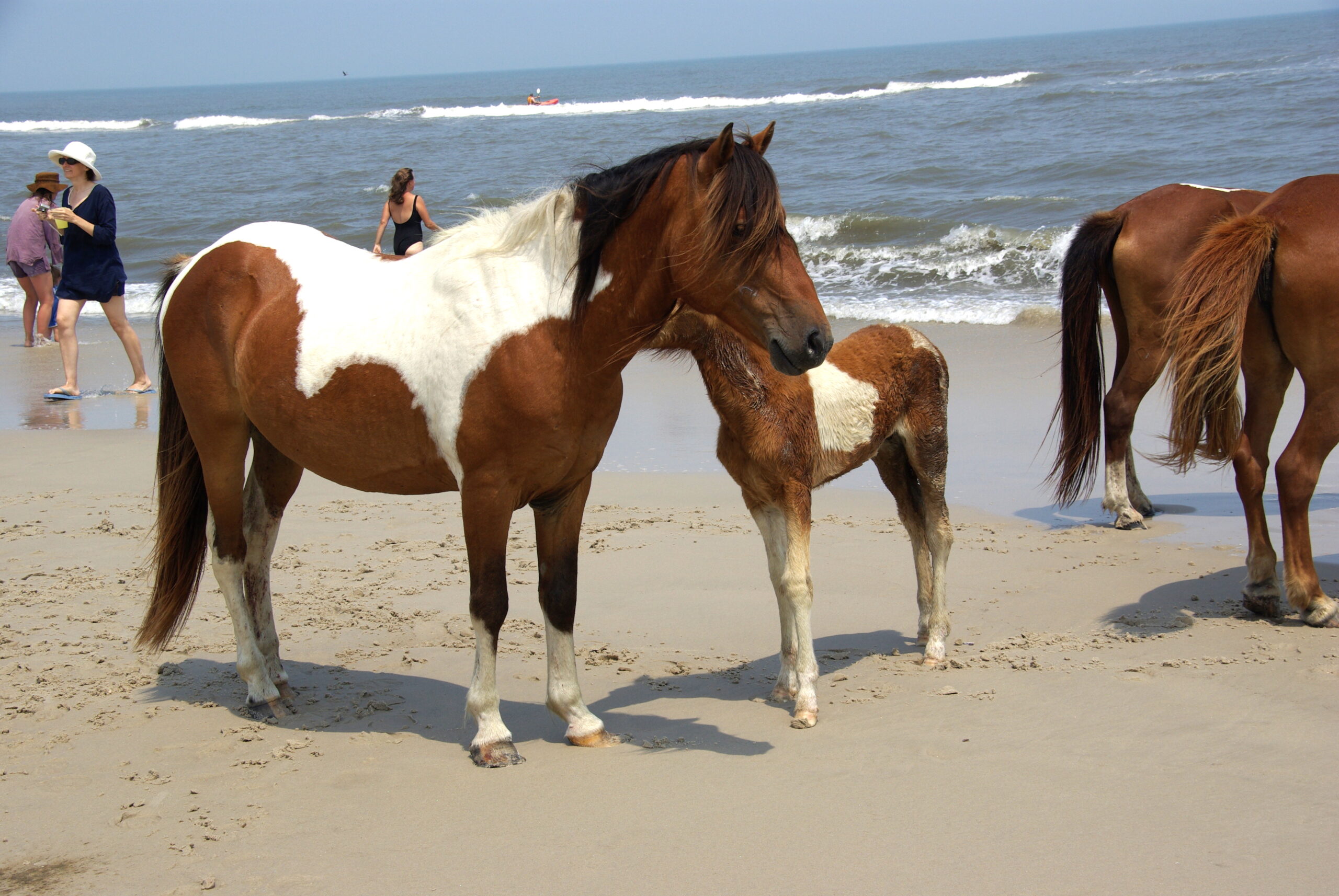 AssateaguePony2.jpg