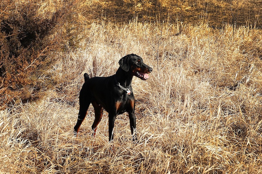 Attentive Doberman Dog Domestic Pinscher Pet