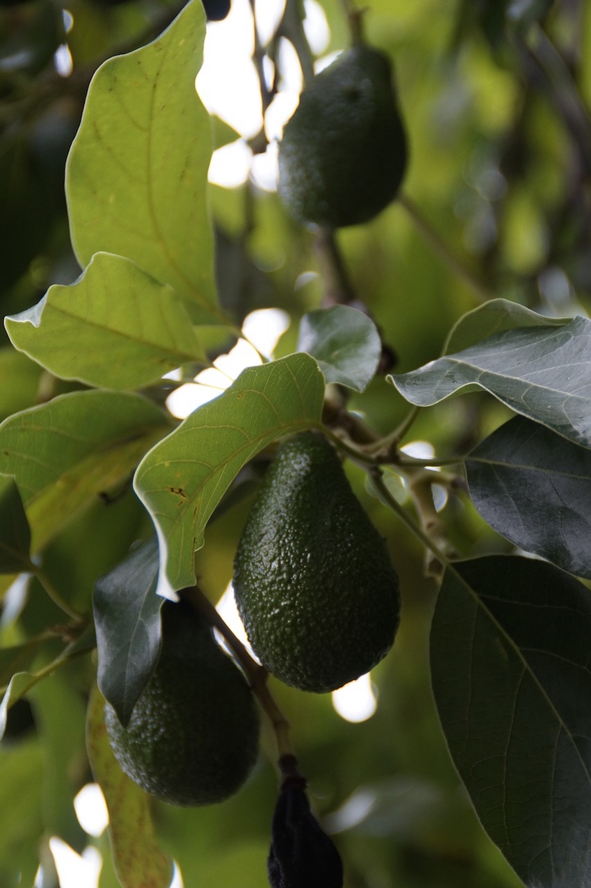 Avocado Tree Healthy Edible Avocado Fruit Plant