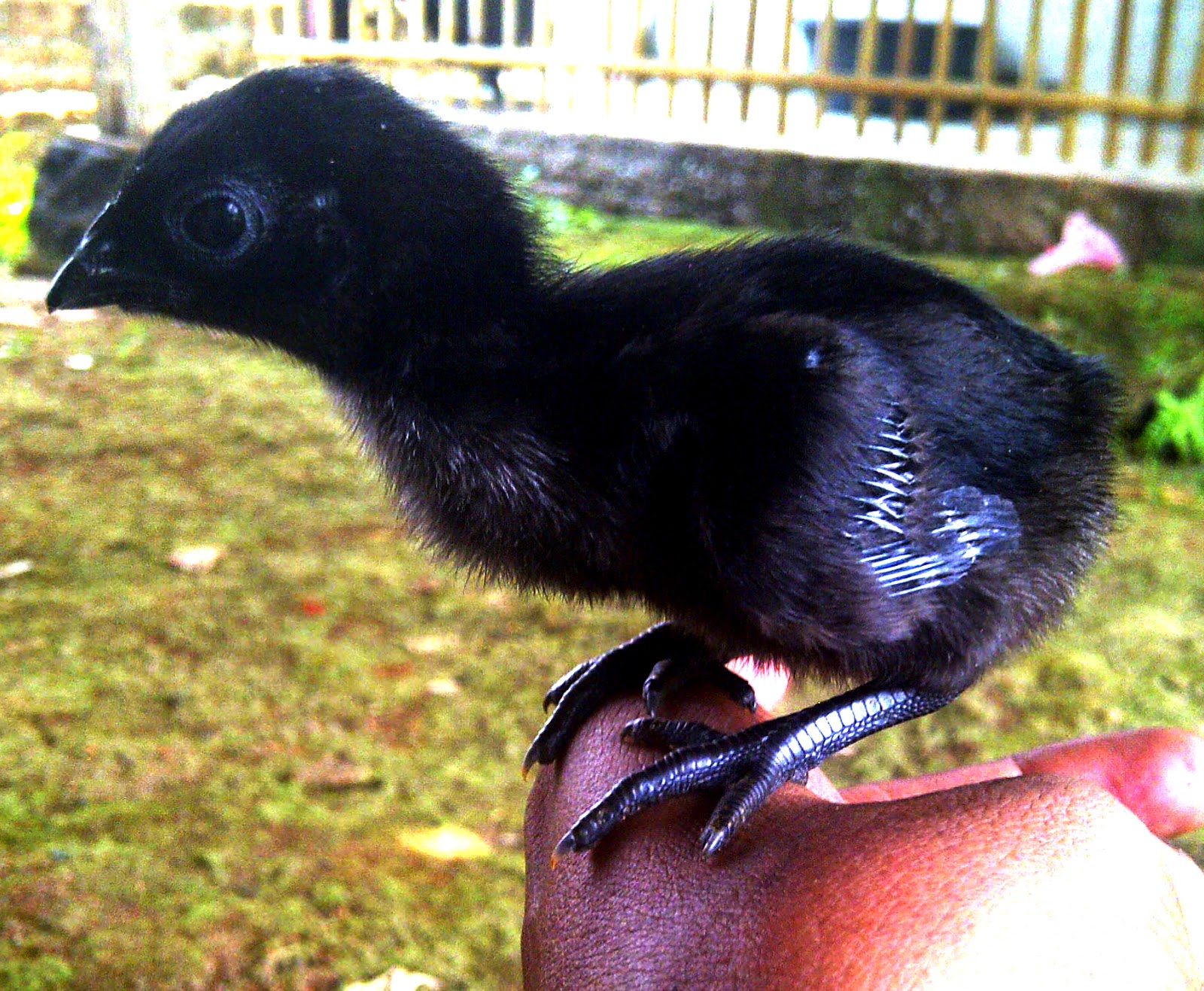 Ayam-cemani-baby.jpg