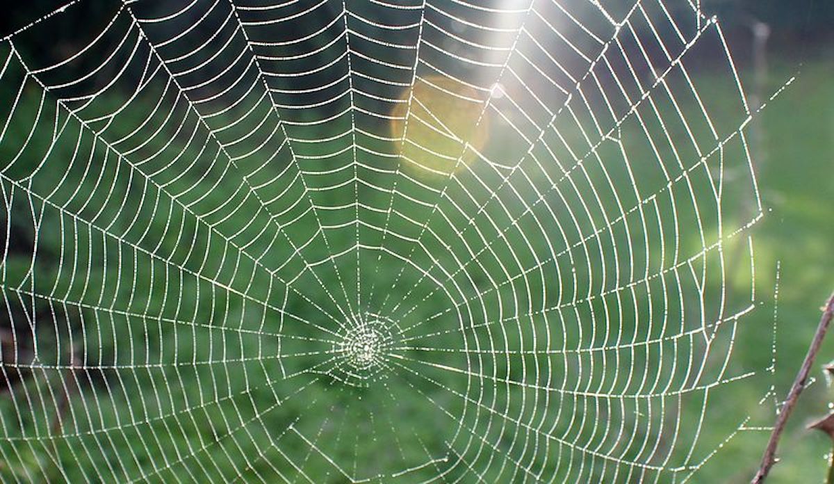 BCL_-_spiderweb_21605254163.jpg