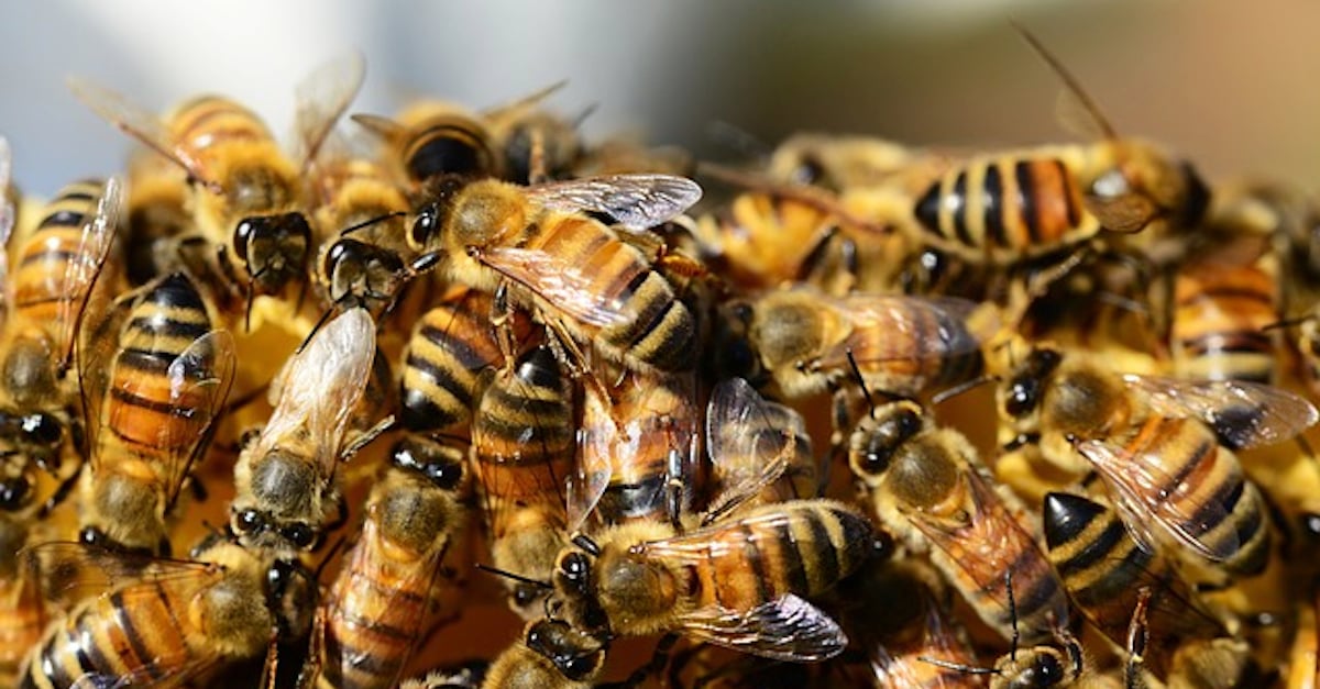 BEES-THUMB.jpg BEES-THUMB.jpg