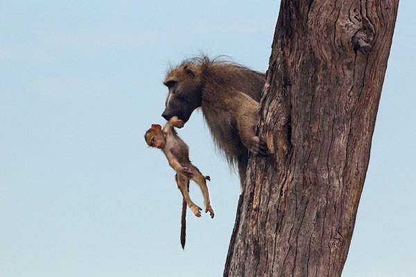 Baboon-Baby_DPP07DD011B151305-600x399-1.jpg