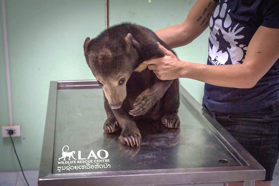 Baby-Bear-5.jpg