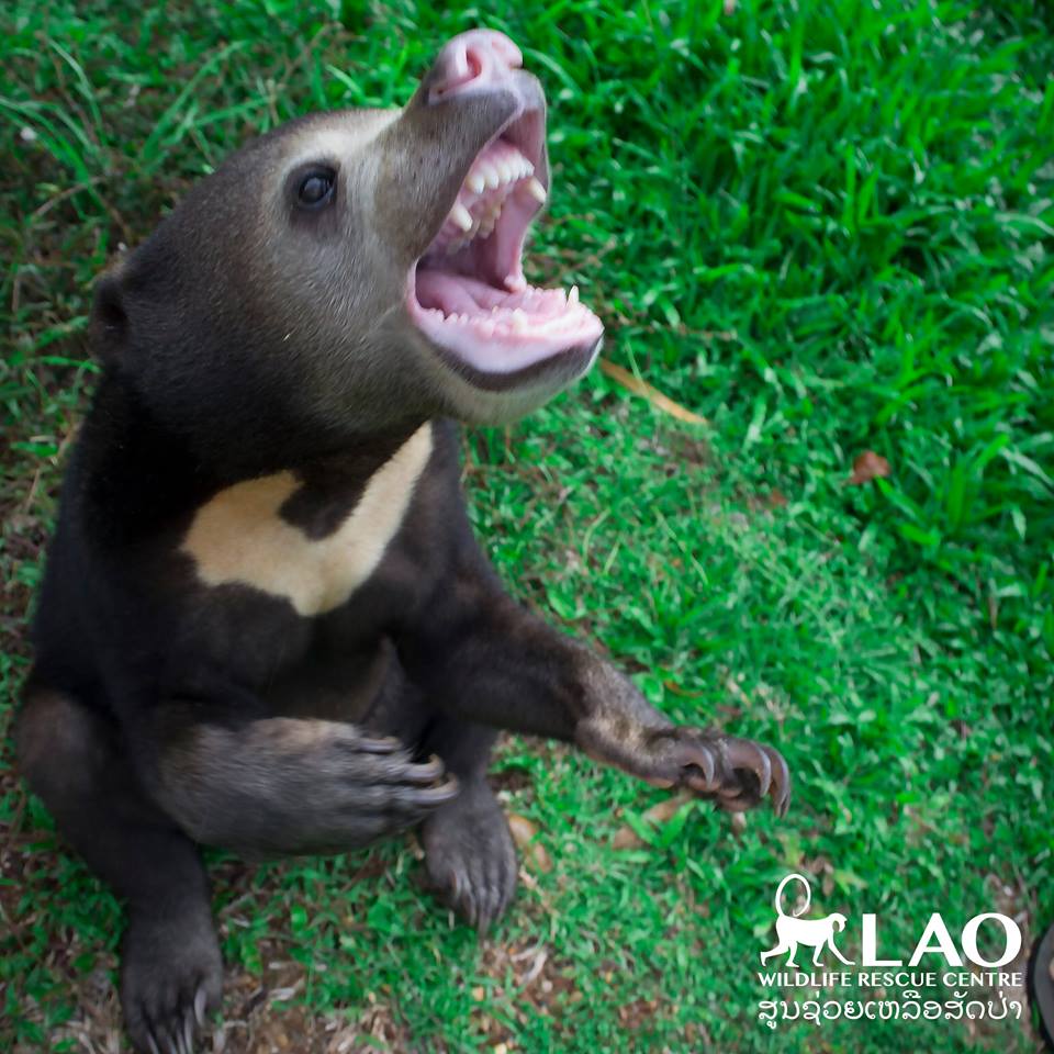 Baby-Bear-6.jpg
