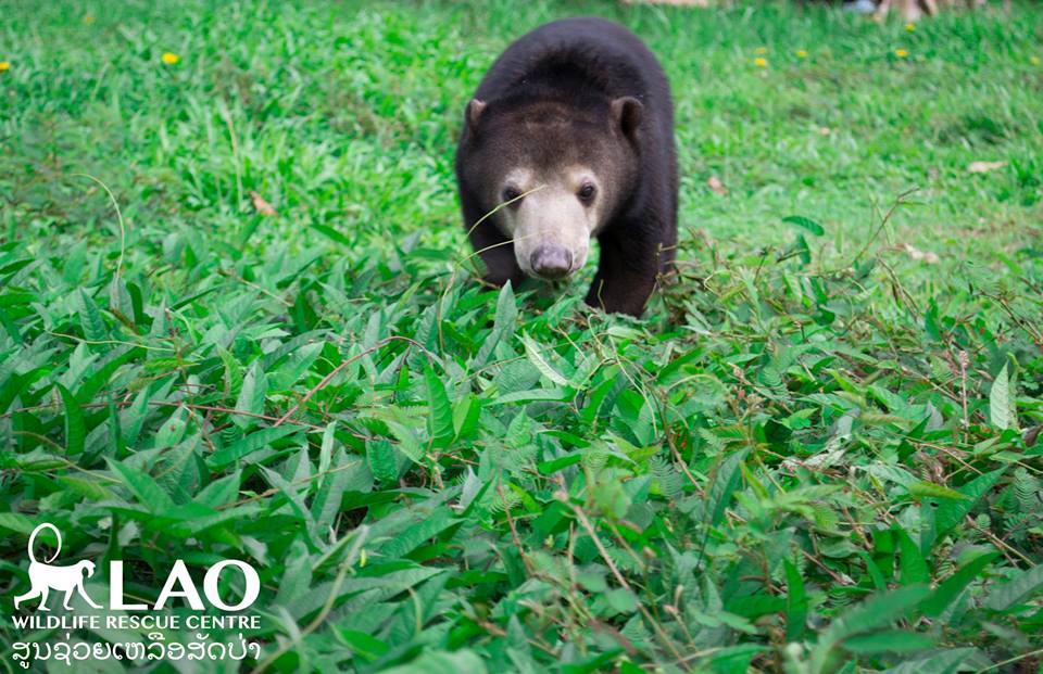 Baby-Bear-7.jpg