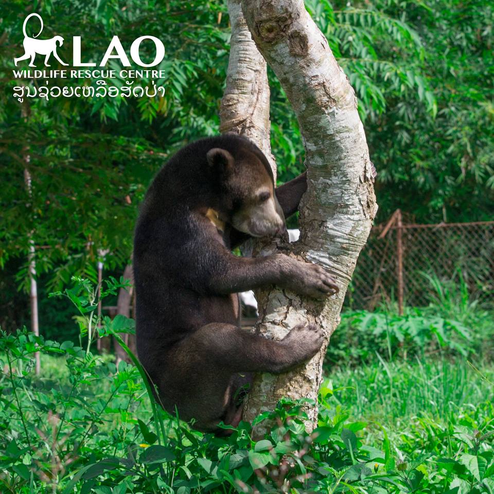 Baby-Bear-9.jpg